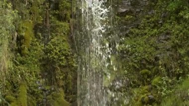 Yavaş çekim video şelale, yeşil flora, yosun ve yapraklar 