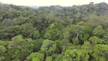 Ağaçlı manzaranın havadan görüntüsü  