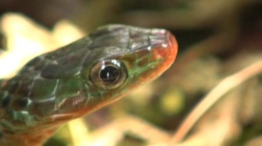 Rusty Whipsnake 'ın videosu, Chironius Scurrulus' un dilini dışarı çıkarışı.