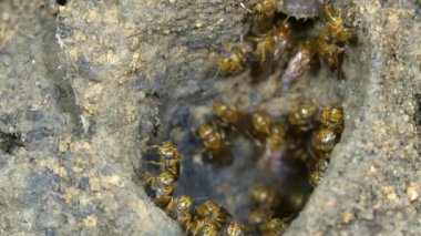 meliponine arı yuvası, tropikal yağmur ormanı, Ekvador, yavaş çekimde video
