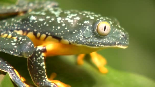 Video Van Groene Gele Kikker Springen Amazon Leaf Frog Cruziohyla — Stockvideo