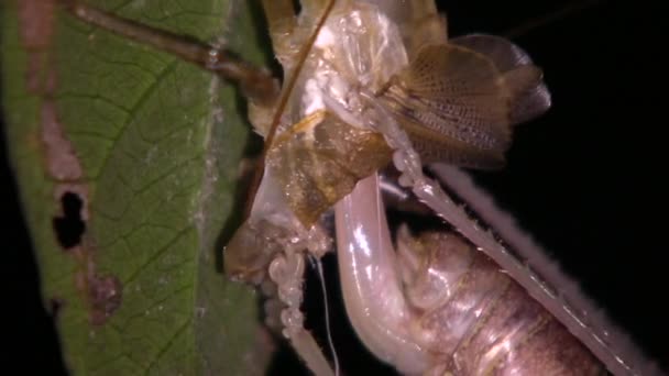 Cricket Arbusto Tropical Ecuador Video Insecto — Vídeo de stock