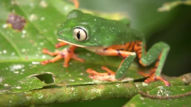 Video Tygr Pruhované Listí Žába Přírodě Phyllomedusa Tomopterna — Stock video