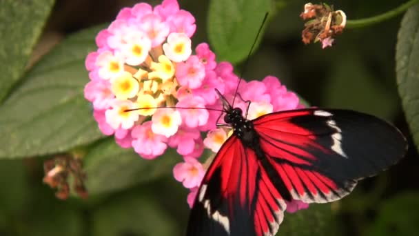 Wideo Listonosza Długoskrzydły Motyl Heliconius Melopemene Czerwony Czarny Motyl — Wideo stockowe