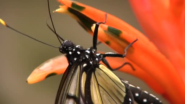 Natura Kazirodztwo Film Motylem — Wideo stockowe