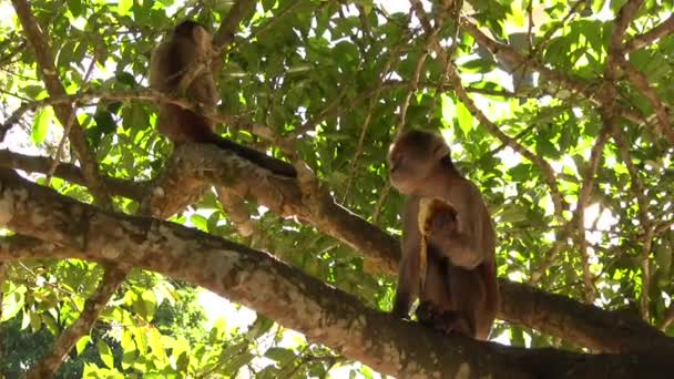 Video Monos Capuchinos Frentes Blancos Cebus Albifrons Amazonía Ecuatoriana — Vídeos de Stock