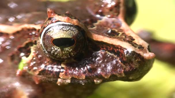 褐色青蛙眼 闭合附着物雨蛙 毛细阑尾的影像 — 图库视频影像
