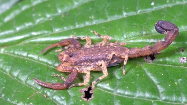 Scorpion Tityus Grönt Blad Video — Stockvideo