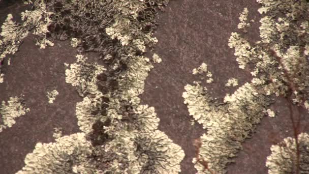 Видео Crustose Lichen Crowing Boulder Paramo Cotopaxi Volcano Ecuador — стоковое видео