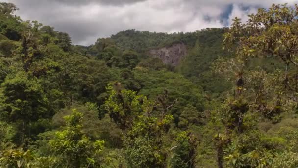 Zaman Aşımı Videosu Orman Ağaçları Gökyüzünde Hareket Eden Bulutlar — Stok video