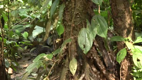 Amazonas Regenwald Palmenwurzeln Und Schillernde Spiegelungen Video — Stockvideo