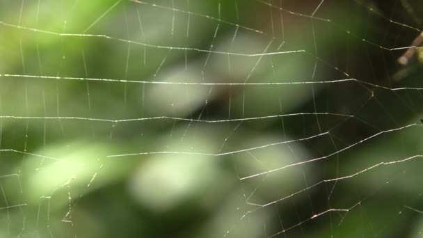 Orbe Web Spider Nephila Amazonía Ecuatoriana Video — Vídeos de Stock