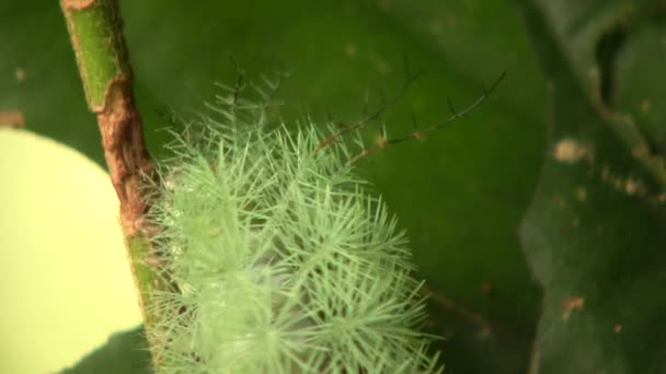 緑の毛虫のビデオ オートメリスの幼虫 サトニダイア エクアドルアマゾン — ストック動画