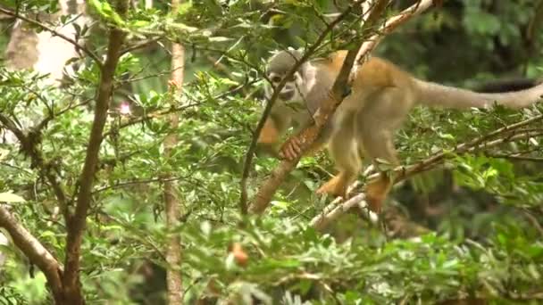Dzika Małpka Drzewie Flora Fauna Video — Wideo stockowe