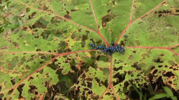 Wideo Niebieskimi Owadami Chrząszcze Liściaste Chrysomelidae Defoilating Roślin Gunnera — Wideo stockowe