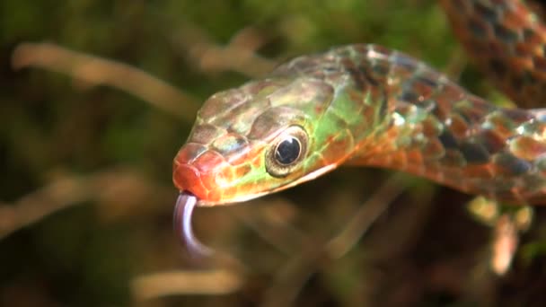 一条生锈的响尾蛇的视频 Chironius Scurrulus伸出它的舌头 — 图库视频影像
