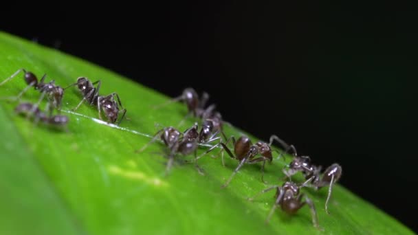 Azteka Karıncaları Nın Yağmur Ormanlarındaki Yeşil Yaprak Üzerindeki Böceklerinin Videosu — Stok video