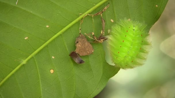 Video Der Grünen Raupe Amazonas Schneckenraupe Limacodidae Bechermotten — Stockvideo