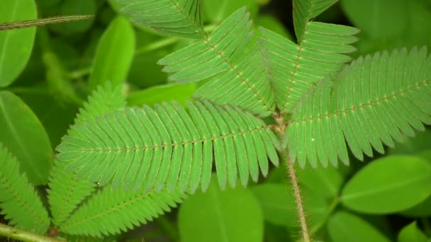 Gevoelige Plant Mimosa Pudica Menselijke Vinger Aanraken Groene Bladeren — Stockvideo