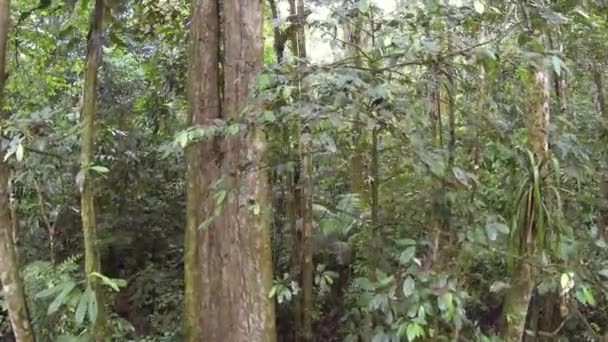 Horizontale Visoogvideo Van Groene Bosbomen Boomstammen Met Mos Gras — Stockvideo