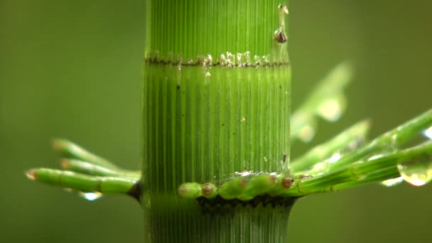 Riesiger Pferdetai Equisetum Giganteum Video Von Grünen Pflanzen — Stockvideo