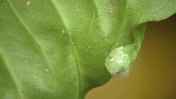 绿色毛毛虫 亚马逊水蚤毛毛毛虫 利玛科动物 杯蛾的视频 — 图库视频影像