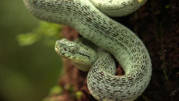 Video Dos Serpientes Pitviper Bosque Rayado Bothriopsis Bilineata Selva Tropical — Vídeos de Stock