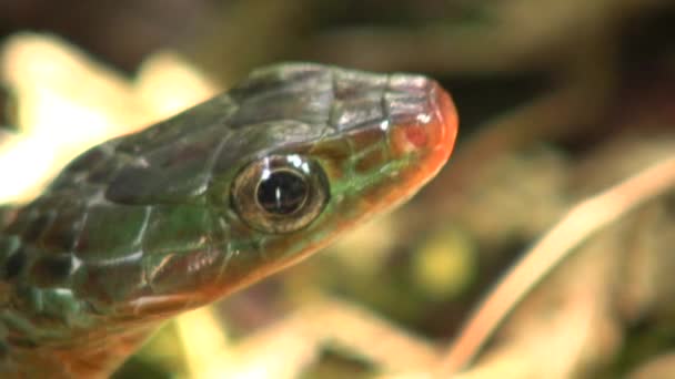一条生锈的响尾蛇的视频 Chironius Scurrulus伸出它的舌头 — 图库视频影像