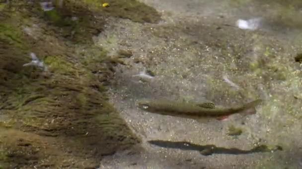 Mladistvý Pstruh Duhový Oncorhynchus Mykiss Plavání Vodě Time Lapse Video — Stock video