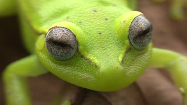 Κοντινό Βίντεο Του Βατράχου Rough Δέρμα Πράσινο Treefrog Hypsiboas Cinerascens — Αρχείο Βίντεο
