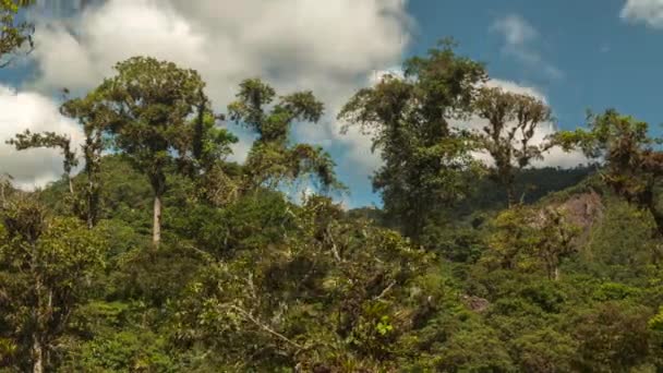 Time Lapse Vídeo Árvores Florestais Nuvens Céu Movimento — Vídeo de Stock
