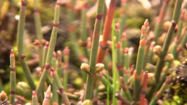 Video, Ephedra americana alkaloit efedrinin kaynağı, eğilmiş bir jimnastik çalısı.