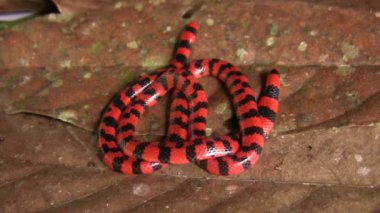 Video, Coral Pipesnake yılanı, Anilius scytale, kırmızı siyah yılan derisi 