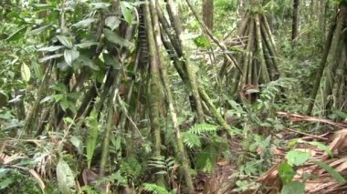 Palmiyeli tropikal yağmur ormanı, video 