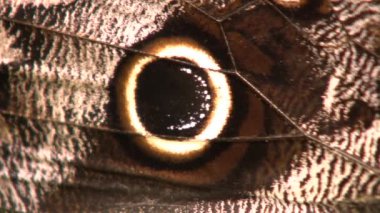 Doğa ve ensest, kelebek kahverengi kanat videosu, yakın çekim. 