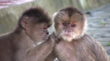 Video, Beyaz başlı Capuchin Maymunları, Ekvador Amazonunda Cebus albifronları
