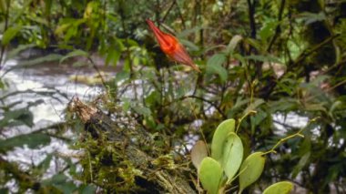 Arka planda şelale videosu, yeşil bitki ve kırmızı çiçek