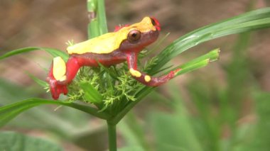 Doğadaki kurbağa videosu, Palyaço Ağacı, Dendropthe Triangulum