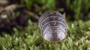 Armadillidium vulgare 'in yosun içindeki videosu