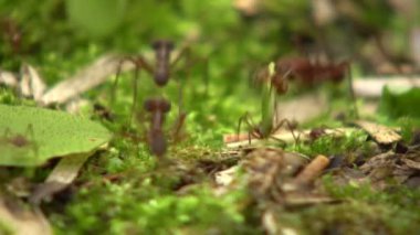 Yaprak kesen karıncaların videosu, yaprakları taşıyan Atta sp, küçük işçiler