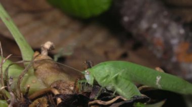 Çekirge Çekirgesi Yeşil Katydid 'in videosu