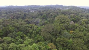 Ağaçlı manzaranın havadan görüntüsü  