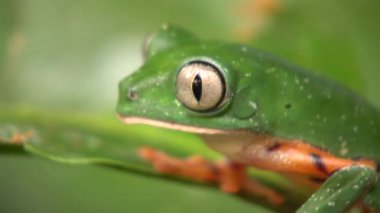 Kaplan çizgili Yaprak Kurbağası 'nın doğadaki videosu, Phyllomedusa tomopterna