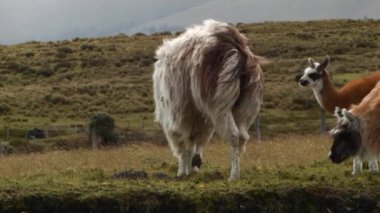 Rüzgarın süpürdüğü lama sürüsü, bitki ve hayvan videosu. 