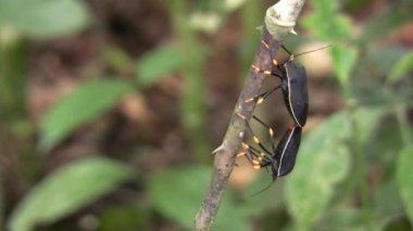 Amazon yağmur ormanlarında kara kalkan böcekleri ve hemiptera çiftleşmesi videosu