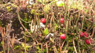 Video, Ephedra americana alkaloit efedrinin kaynağı, eğilmiş bir jimnastik çalısı.