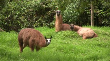 Rüzgarın süpürdüğü lama sürüsü, video 