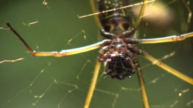 Orb web örümceği, Ekvador Amazonunda Nephila sp, video 