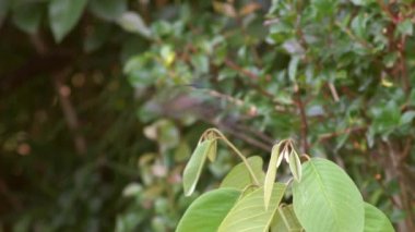 Işıldayan menekşe kulaklı sinekkuşu, Colibri coruscans, Yavaş çekim, Ekvador