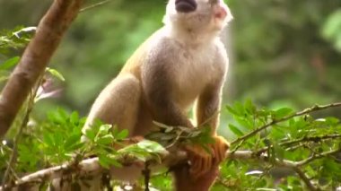 Ağaçtaki küçük vahşi maymun, bitki örtüsü ve hayvan videosu 